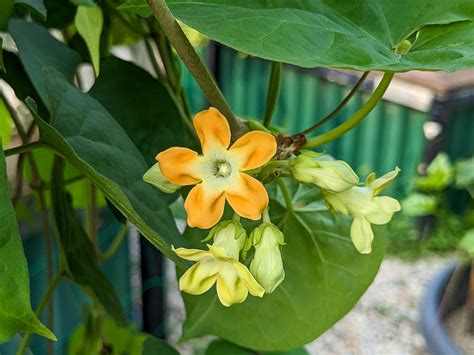 sabidukong plant|Name That Edible Flower Sabidukung / Tonkin Jasmine.